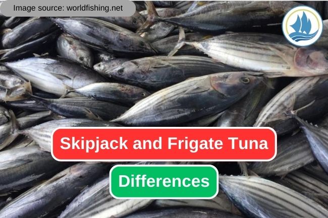 5 Things to Identify Skipjack and Frigate Tuna